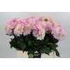 Dahlia Sweet Nathalie