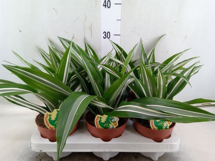 <h4>Dracaena fr de 'White Green'</h4>