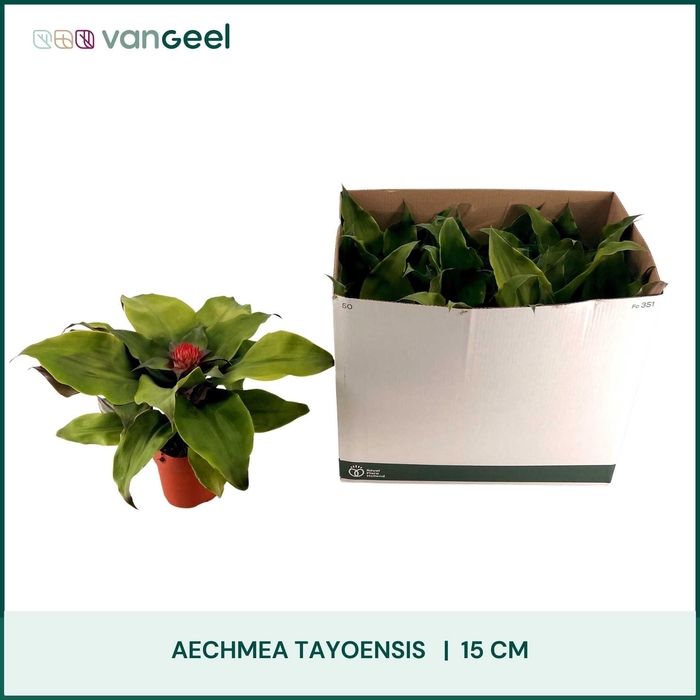 <h4>AECH TAYOENSIS</h4>