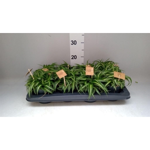 Chlorophytum com. 'Bonnie'