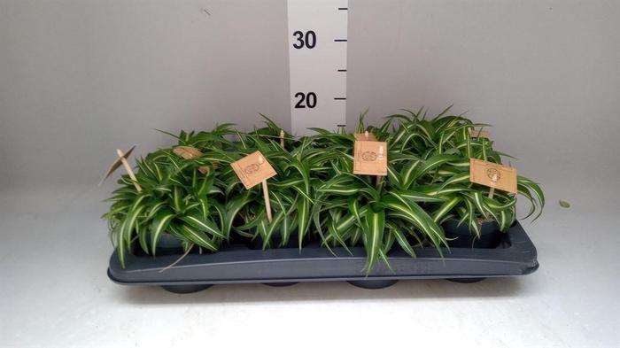 <h4>Chlorophytum com. 'Bonnie'</h4>