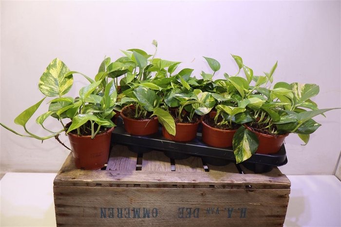 <h4>arr8 Epipr Aureum</h4>