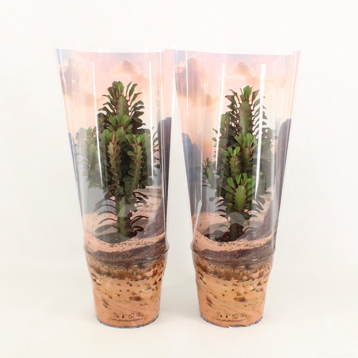 <h4>Euphorbia Trigona Rubra in Desert hoes P17</h4>
