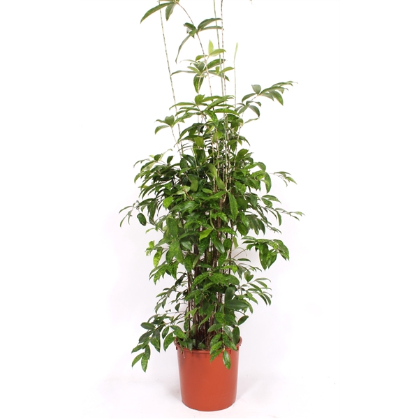 <h4>Dracaena surculosa</h4>