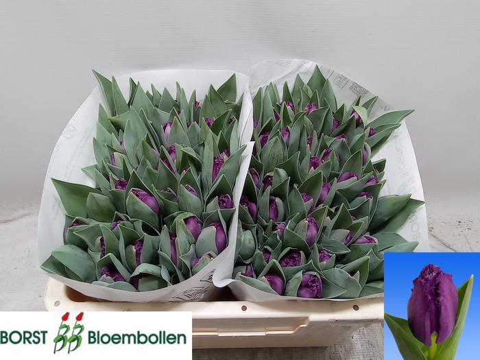 <h4>TU FR SAN CLEMENTE</h4>