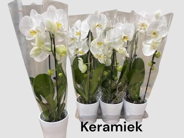 <h4>ARR PHAL 1 TAK</h4>