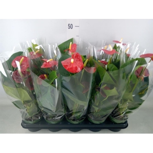 Anthurium andr. 'Royal Champion'