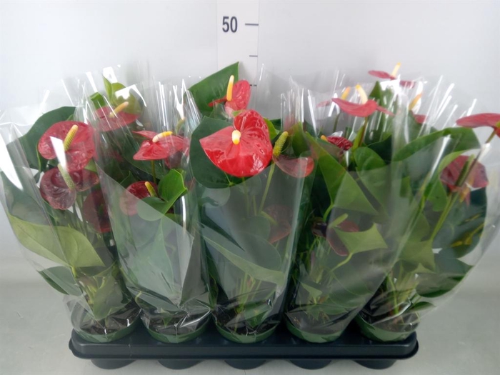 <h4>Anthurium andr. 'Royal Champion'</h4>