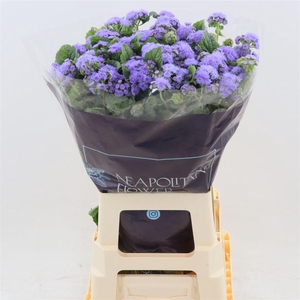 Ageratum Blue Horizon