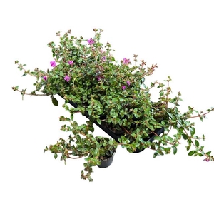 CENTRADENIA CASCADE