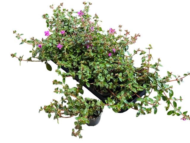<h4>CENTRADENIA CASCADE</h4>