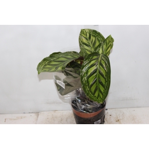 CALATHEA FLAMESTAR P17