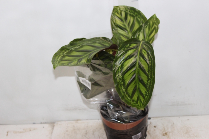 <h4>CALATHEA FLAMESTAR P17</h4>