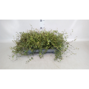 Muehlenbeckia com. 'Mao'ri'