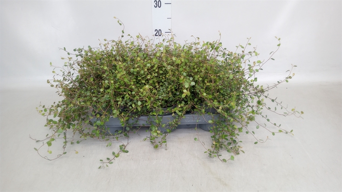 <h4>Muehlenbeckia com. 'Mao'ri'</h4>