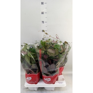 Aeschynanthus marmoratus