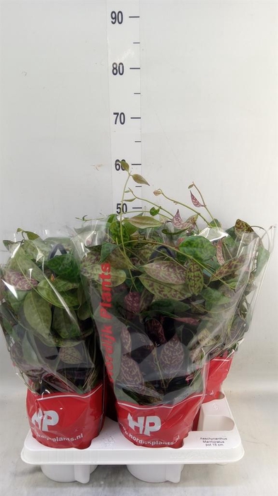 <h4>Aeschynanthus marmoratus</h4>