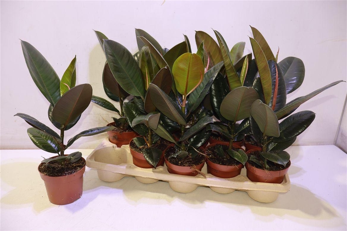 <h4>Fic El Robusta</h4>