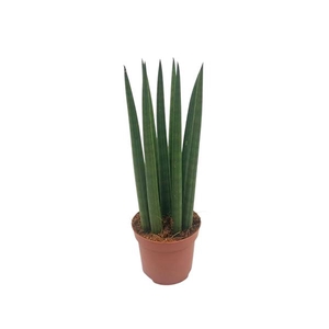 Sansevieria Cylindrica straight 9 cm
