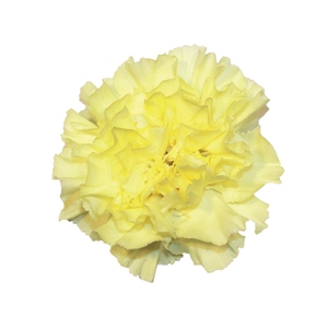 CRAVO VICTORIA 050 CM