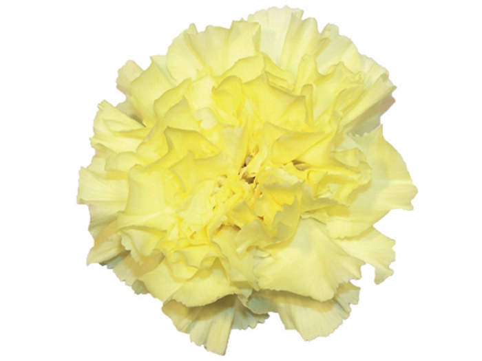 <h4>CRAVO VICTORIA 050 CM</h4>