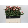 Paeonia Sarah Bernhardt