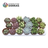 Sierra's® - Barcelona Succulent Mix (Collection)