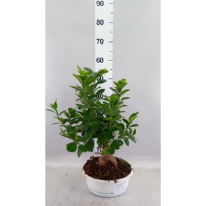 Ficus microcarpa 'Ginseng'