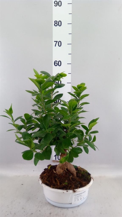 <h4>Ficus microcarpa 'Ginseng'</h4>