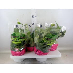 Scindapsus pictus 'Argyraeus'