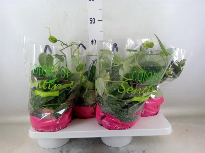 <h4>Scindapsus pictus 'Argyraeus'</h4>