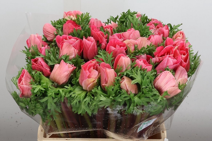 <h4>Anem Mistral Ex Rosa Shocking</h4>