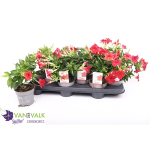 MANDE RIO DEEP RED