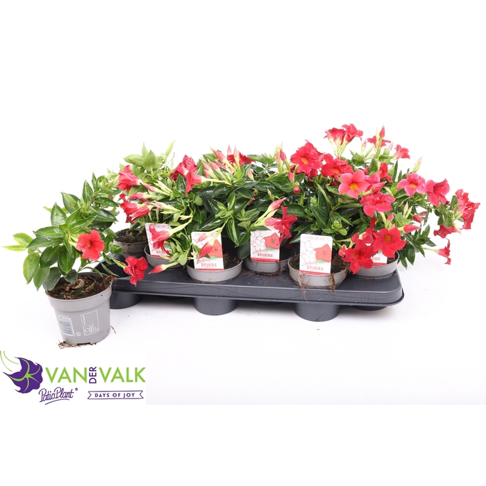 <h4>MANDE RIO DEEP RED</h4>