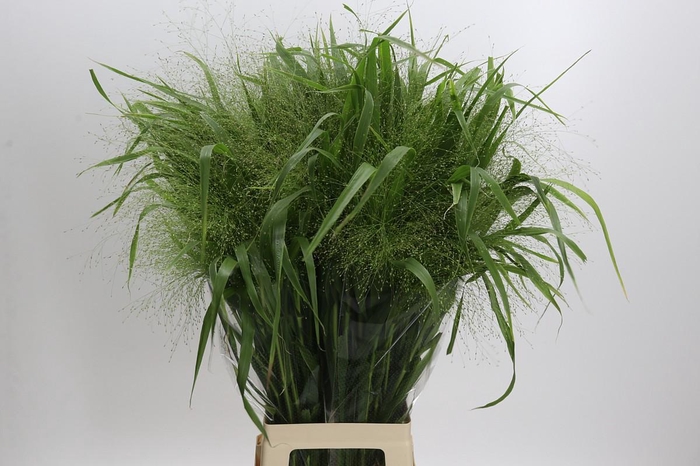 <h4>Panicum Fountain</h4>