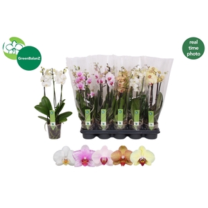 PHAL GEM 5 KL