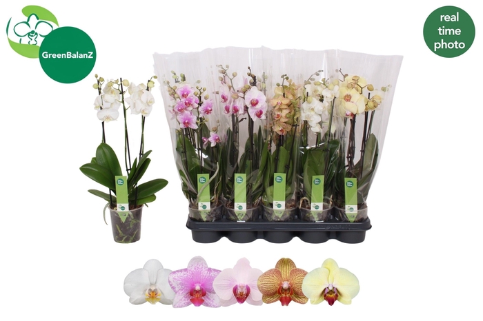 <h4>PHAL GEM 5 KL</h4>