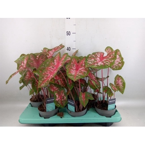 Caladium  'Carolyn Whorton'