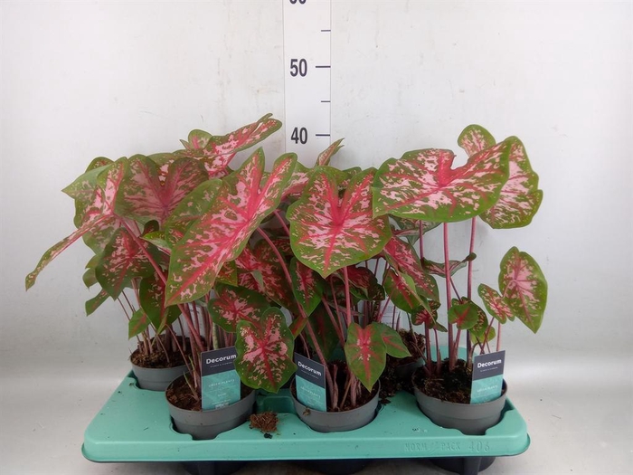 <h4>Caladium  'Carolyn Whorton'</h4>