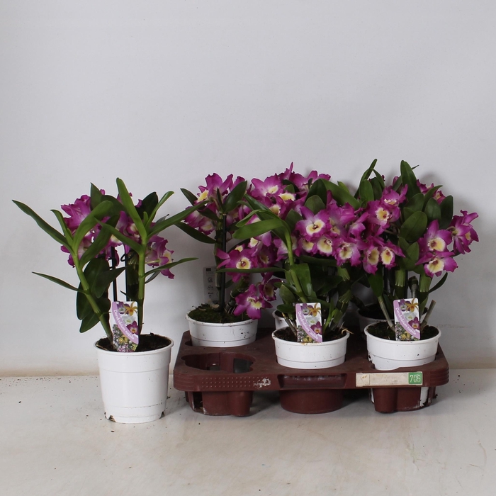 <h4>DEND NOBILE</h4>