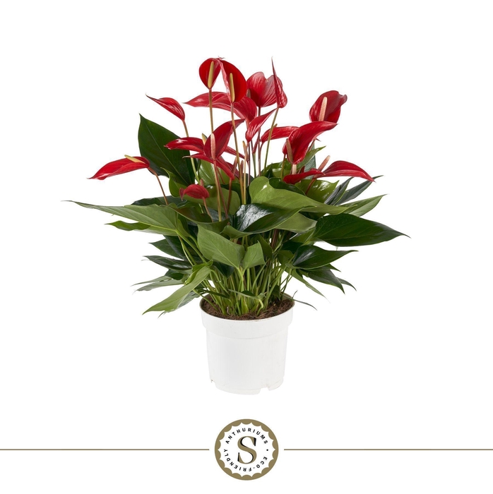 <h4>Anthurium Mille Fleurs Roja 17cm</h4>