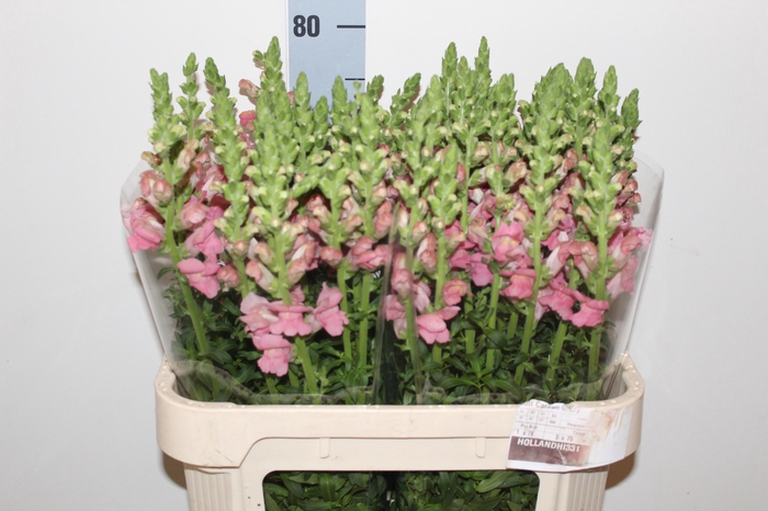 <h4>ANTIR POTO CHER ROSE</h4>