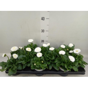 Bellis perennis 'Roggli White'