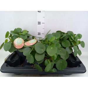 Pilea peperomioides