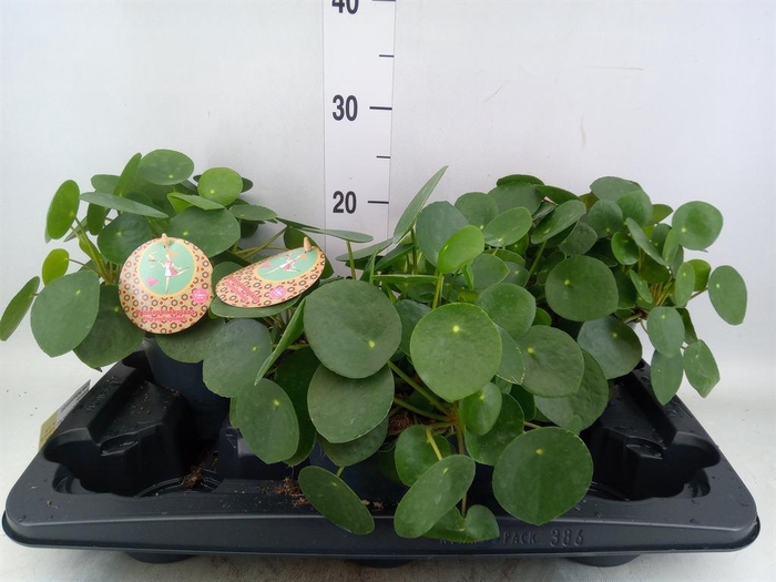 <h4>Pilea peperomioides</h4>