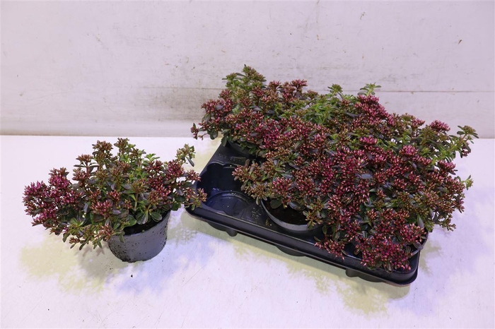 <h4>Sedum Spu Spot D Ros</h4>