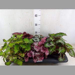 Begonia BD rex   ...mix