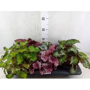 Begonia BD rex   ...mix