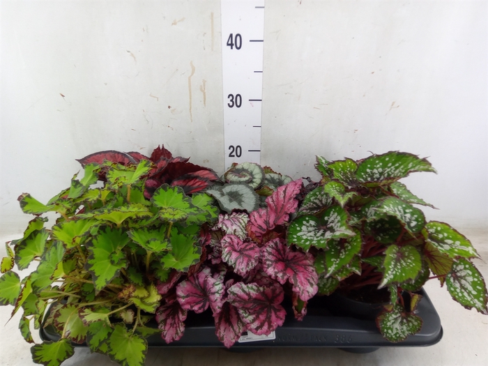 <h4>Begonia BD rex   ...mix</h4>