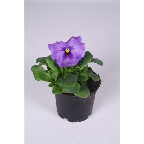 <h4>Viola x wittrockiana Delta F1 Lavender</h4>